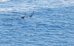 남아공 바다 괴물 정체 대박 반전…알고 보니 수영하는 타조
