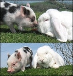 돼지 토끼 실사판 2탄 돼지보다 큰 진격의 토끼