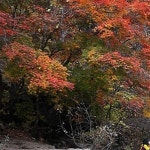 서울시 단풍길 81곳, 연인들 바글바글하겠네…설악산 안가도 된다?