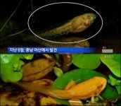황금개구리 발견 놀라운 금빛 피부의 비밀