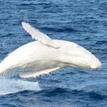 흰고래 미갈루, 흰눈에 덮인 듯한 새하얀 외관…환상적인 모습 확인