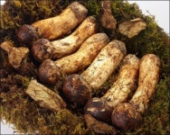 롯데마트, 자연송이 첫 예약판매