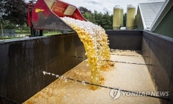 英 오염 달걀 70만개 유통···유럽 전역 계란 피해 우려