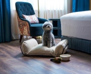 레스케이프 호텔, 반려견 동반 펫 패키지 2종 선봬