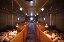 경기 연천서 14번째 돼지열병 확진…48시간 이동중지