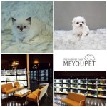 수원 고양이 분양, 애견샵 미유펫 신규 오픈 각광