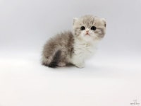 고양이 전문 분양 업체 제나캣 합리적인 분양 비용 제시