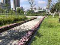 양주시, 옥정중앙공원 내 국화꽃 심어…화훼농가 지원