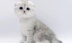 고양이 분양샵 제나캣 자체 브리딩 통한 건강한 고양이 분양