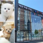 전국 체인망 보유 강아지분양 애견샵 미유펫 매달 다양한 이벤트 실시
