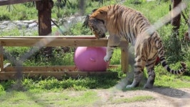 [포토] 국립백두대간수목원 임인년 새해 호랑이 기운 받아가세요