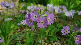국립백두대간수목원 알파인하우스, 희귀‧고산식물 개화