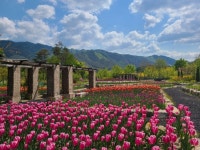 국립백두대간수목원, 4월 중순경 수목원내 튤립 만개 예상