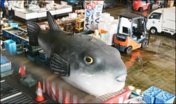 [김경한의 세상이야기] 죽음의 맛, 시모노세키 복어