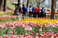 성동구, 2024 성동 튤립꽃길 사진공모전 개최
