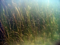 KB국민은행, 경남 사천에 해양생태계 보호 바다숲 2호 조성