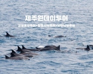 제주원데이투어, 소규모 맞춤형 당일 투어 상품 운영