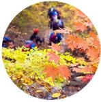 만산홍엽 단풍여행 ③경북 청송