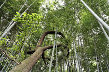 람사르 습지 ③고창 운곡습지