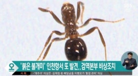 붉은불개미, 안산 창고서 발견 청소하려다 죽을 뻔 습격할 게 없어서 또…