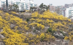 [포토] 봄의 전령 개나리