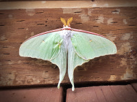 힐링의 숲 ③국립제천치유의숲