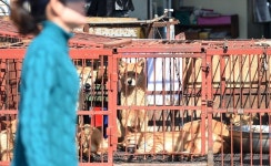 복날 시즌 끝나지 않은 ‘개고기 논쟁’