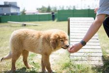 반려견 동반 여행 ⑤임실 오수의견관광지