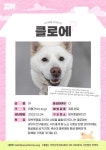 ‘클로에’ 새 가족을 기다립니다