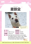  ‘로미오’ 새 가족을 기다립니다