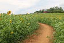 [기고] 동양음악과 중국언론의 막말