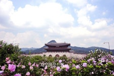 나라꽃 무궁화 축제, 무궁화로 하나 되는 세상 개최