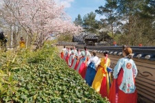 베를린 벚꽃 아래서 만난 한국 전통무용의 울림
