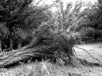 [詩가 있는 가스화시대] 전나무 뿌리를 보다