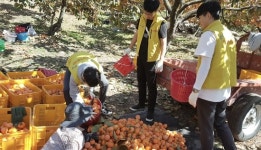 밀양 도곡마을서 단감수확 일손돕기