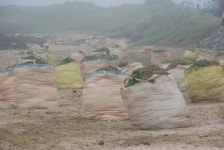 제주적십자봉사회, 신양해수욕장의 골칫거리 파래 수거 대작전