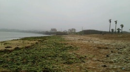 신양 섭지코지 해변 파래 긴급수거 추진