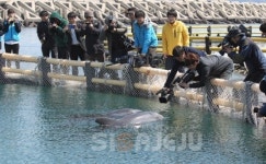 가두리 이탈 삼팔이 야생돌고래 무리 합류 확인
