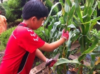 의귀초, 텃밭에서 채소를 수확했어요!