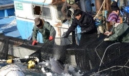 제주 바다서 그물에 걸린 남방큰돌고래 2마리 방류