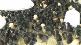 토종닭 복원한 국산 품종 우리맛닭 병아리 분양 쇄도