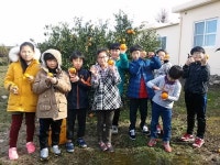어도초, 우영밭 귤따기 체험활동 실시