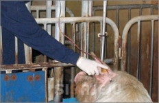 제주도 축산진흥원 종돈장 청정 유지