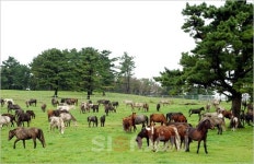 초원에서 뛰노는 제주마 절경…제주도, 고수목마(古藪牧馬) 재현