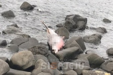 서귀포 해안가서 부리고래과 돌고래 사체 1구 발견