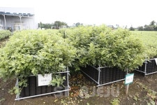 약용작물 감초 포트재배 기술력↑ 일본으로 수출