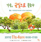 서귀포 하효마을에서 열리는 가을, 귤빛으로 물들다