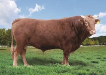 제주 고기정 씨 KPN1173 한우 국가보증씨수소로 선발돼