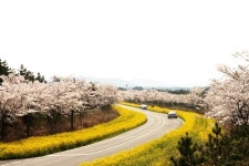 제36회 제주유채꽃축제 부제는?... 꽃길만 가시리 채택