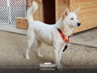 문 대통령 김정은 위원장 선물 풍산개, 새끼 6마리 낳아…큰 행운